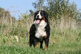 BOUVIER BERNOIS 479